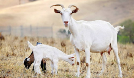 今日爆料吃瓜三只羊,揭秘娱乐圈幕后真相